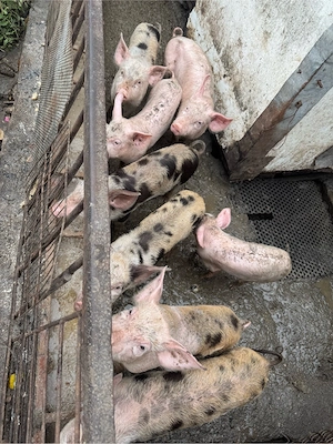 Vand purcei castrati