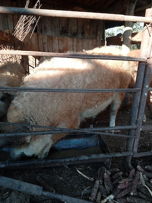 Rezervari pentru Craciun .porci mangalita - imagine 4