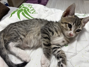 Adopție 3 băieței  - imagine 2