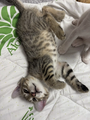 Adopție 3 băieței  - imagine 3