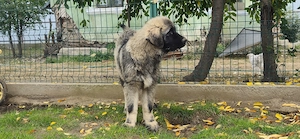 Ciobanesc caucazian pedigee - imagine 2