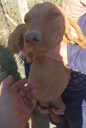 Donez catei vizsla - imagine 2