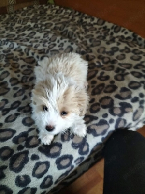 Maltipoo disponibil - imagine 4