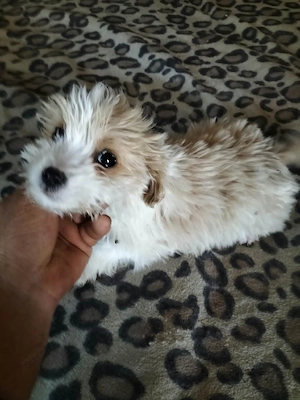 Maltipoo disponibil