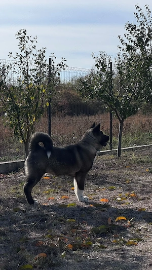 Akita American  - imagine 2