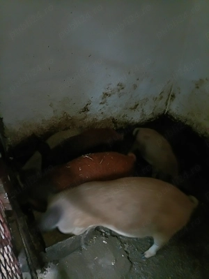Purcei rasa Mangalița 3 porci și 2 purceluse !