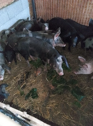 Porci de vanzare - imagine 3