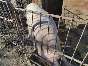 Vând scroafă