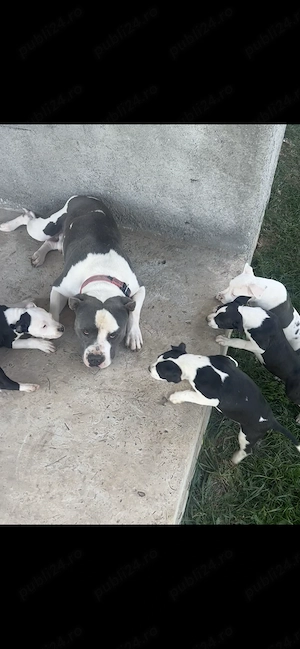 Amstaff disponibili 9 săptămâni 