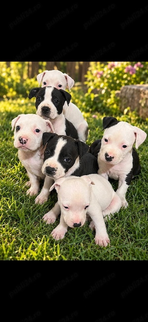 Amstaff disponibili 9 săptămâni  - imagine 3