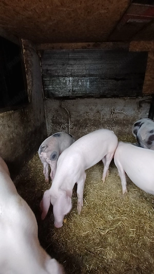 Porci de vanzare,peste50 kg