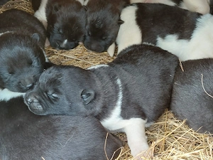 Akita american puiuti