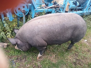 porci de vânzare 