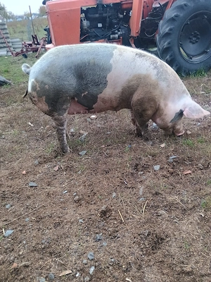 porci de vânzare  - imagine 4