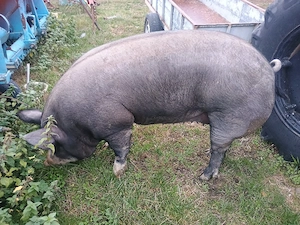 porci de vânzare  - imagine 2