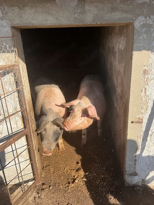 Scroafe de vânzare Duroc cu Pietran  - imagine 2