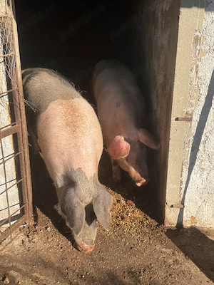 Scroafe de vânzare Duroc cu Pietran 
