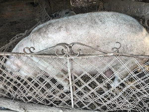 Porci mari 400kg -250 kg. De țară, nu de fermă !  - imagine 5