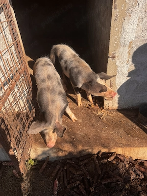 Porci Duroc cu Pietran  - imagine 3