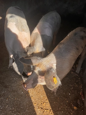 Porci Duroc cu Pietran  - imagine 2
