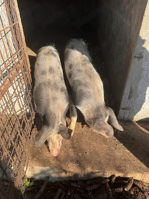 Porci Duroc cu Pietran  - imagine 4