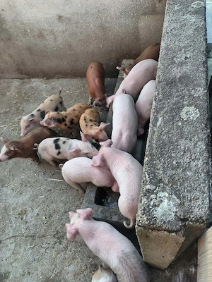 Vand purcei duroc cu landras 