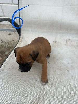 Pui Amstaff  - imagine 4
