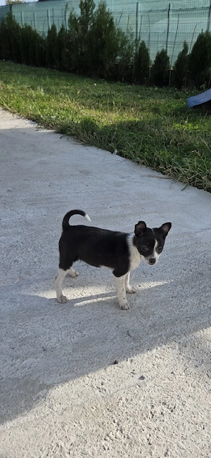 Vand catelusa chihuahua mini toy
