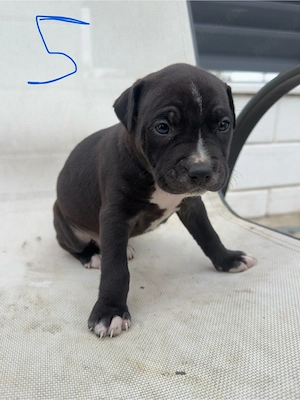 Pui Amstaff  - imagine 2