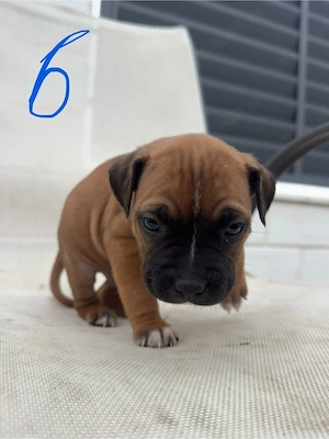 Pui Amstaff 