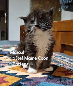 Maine Coon pisicuti cu Pedigree WCF-Magnificats-Felisa Timisoara