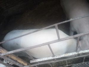Vând porc gras,se poate rezerva pt Crăciun  - imagine 3