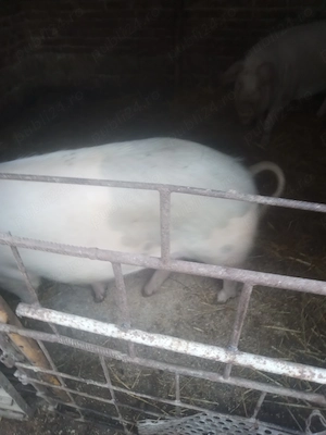 Vând porc gras,se poate rezerva pt Crăciun  - imagine 4