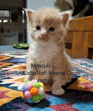 Maine Coon pisicuti cu Pedigree WCF-Magnificats-Felisa Timisoara