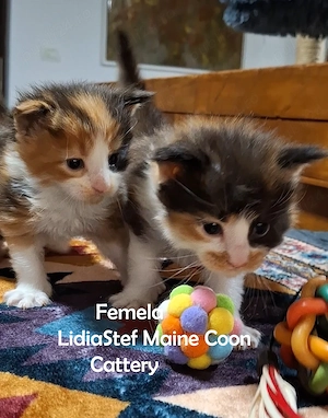Maine Coon pisicuti cu Pedigree WCF-Magnificats-Felisa Timisoara - imagine 3
