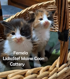 Maine Coon pisicuti cu Pedigree WCF-Magnificats-Felisa Timisoara - imagine 4