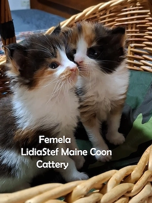 Maine Coon pisicuti cu Pedigree WCF-Magnificats-Felisa Timisoara - imagine 2