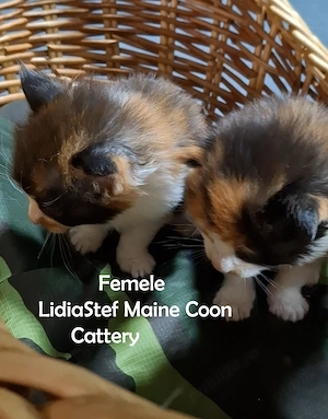 Maine Coon pisicuti cu Pedigree WCF-Magnificats-Felisa Timisoara - imagine 5