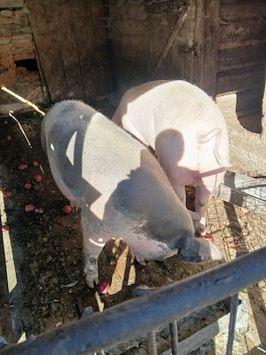 Vand porc crescut in gospodarie - imagine 2