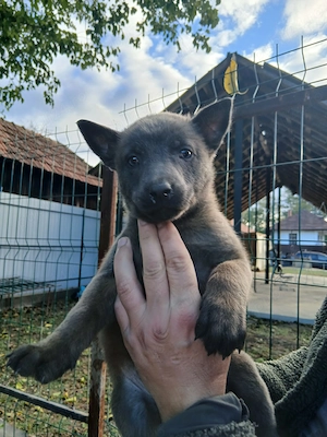 Catei de Ciobanesc Belgian Malinois   DISPONIBILI!  - imagine 2