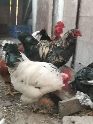 De vânzare păsări de casă, crescuta natural cu cereale.