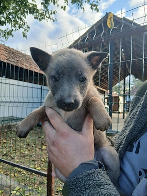 Catei de Ciobanesc Belgian Malinois   DISPONIBILI!  - imagine 4