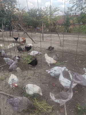 De vânzare păsări de casă, crescuta natural cu cereale. - imagine 3