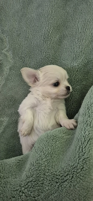Chihuahua baietel alb - imagine 4