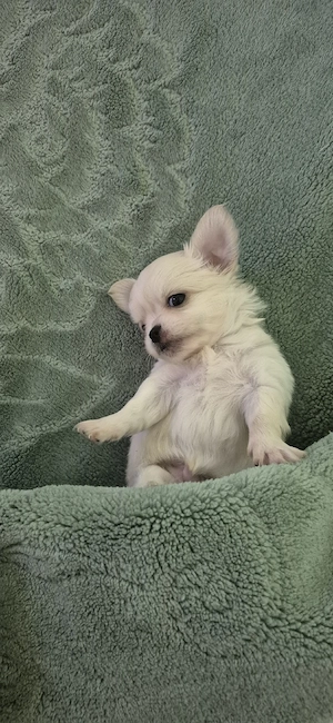 Chihuahua baietel alb - imagine 5