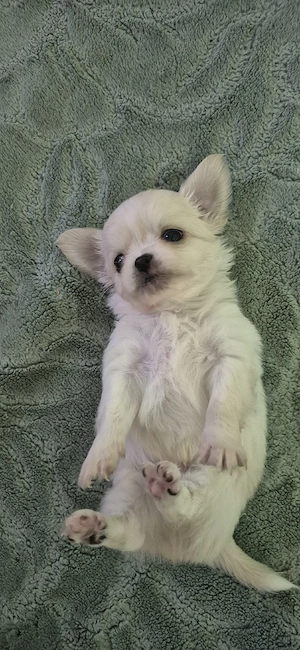 Chihuahua baietel alb - imagine 2