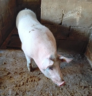 porc castrat