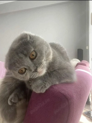 Scotttish shorthair blu crem,asigur transport!