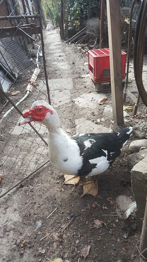 Vând familie rațe leșești