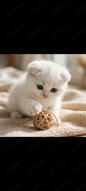 scottish fold!!